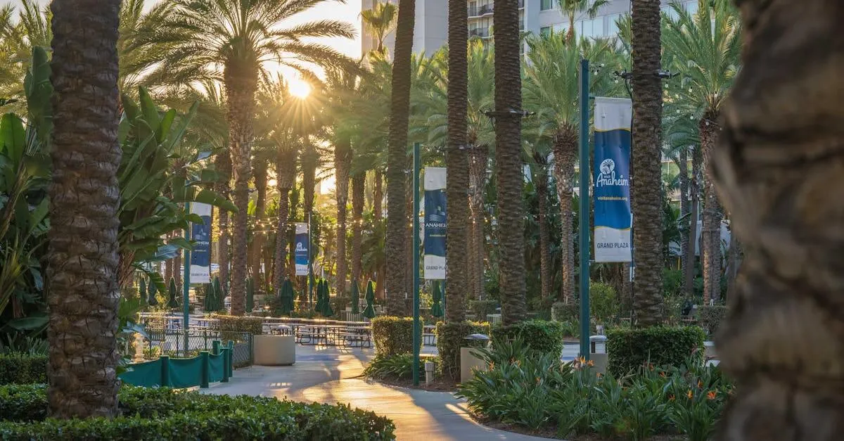 Serene sunset view at Anaheim Plaza with palm trees and lush greenery.