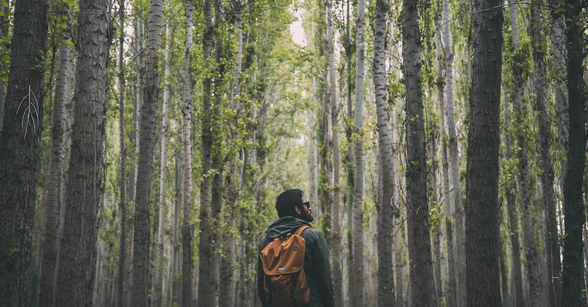 A man with a backpack explores a lush green forest, surrounded by tall trees.