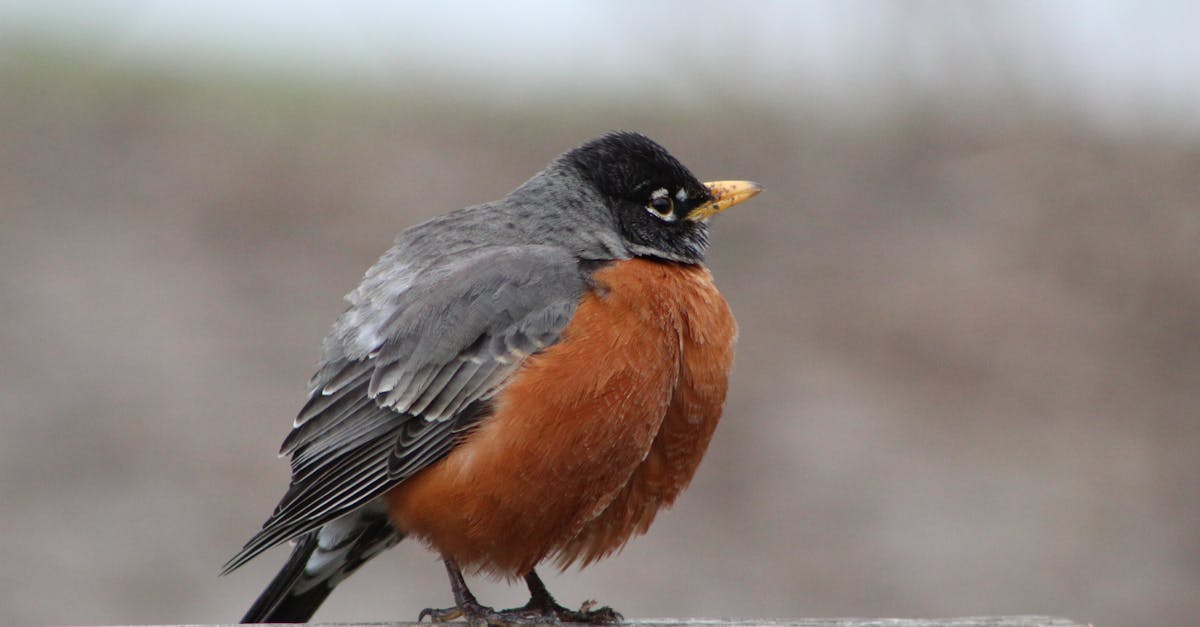 A detailed close-up of an American Robin perched, showcasing its vivid plumage.