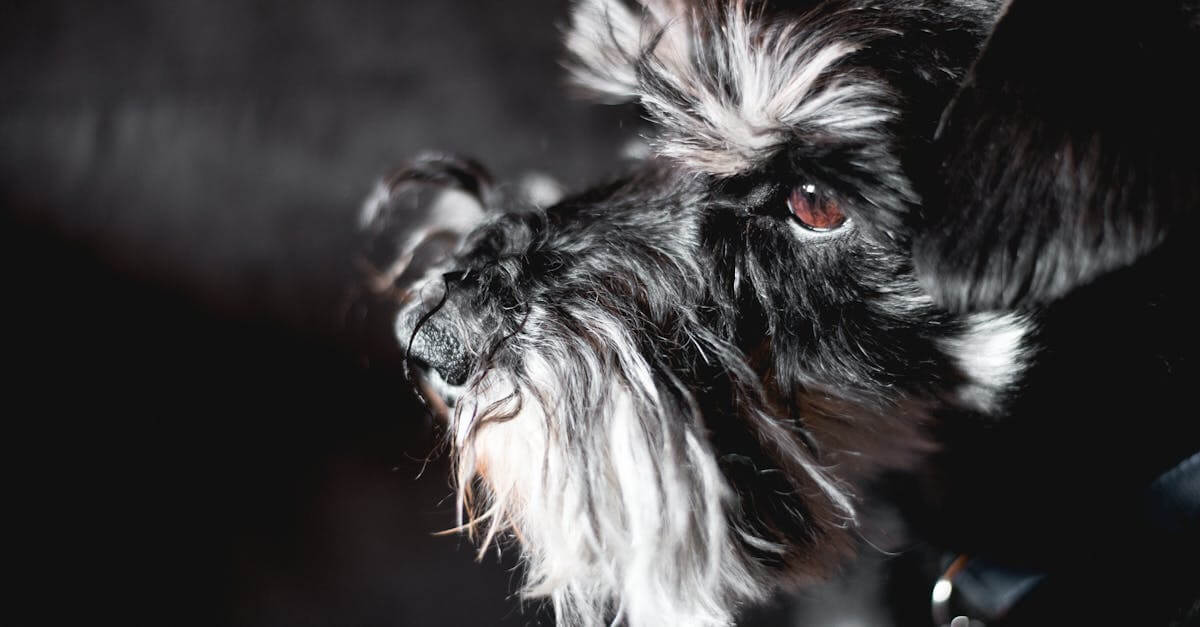 Adorable Miniature Schnauzer gazing attentively indoors with expressive eyes.