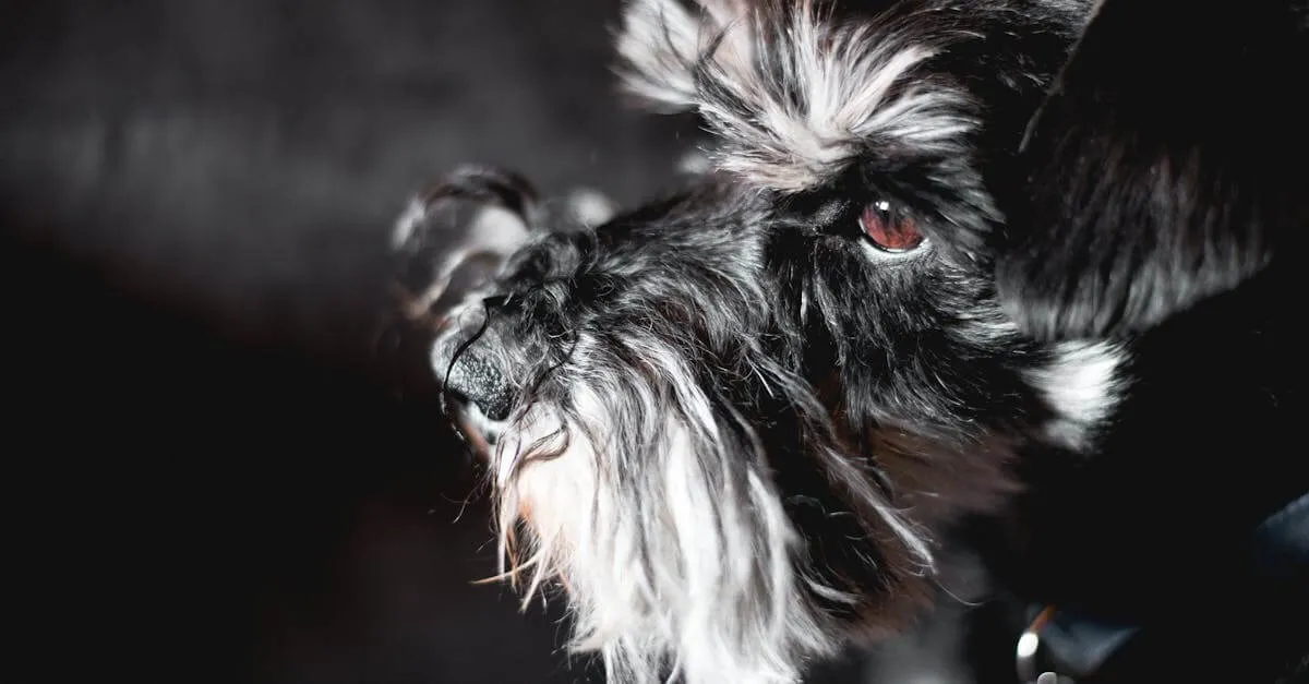 Adorable Miniature Schnauzer gazing attentively indoors with expressive eyes.