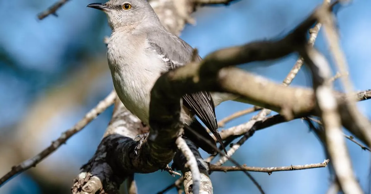 Close-up of a Northern Mockingbird perched on a branch in Brownsville, Texas