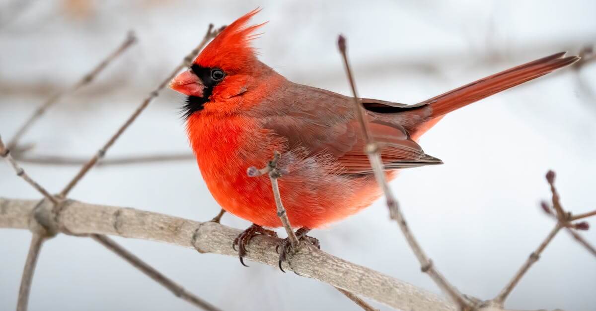 A vivid red cardinal perched on a bare tree branch in winter, showcasing its striking feathers.