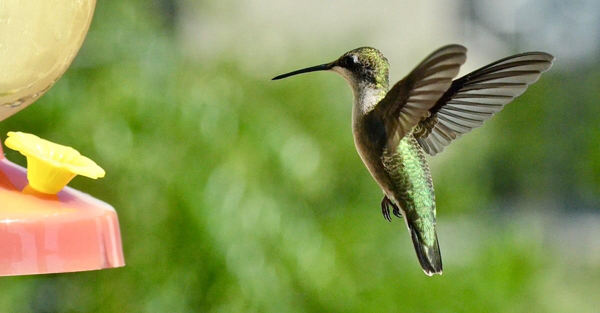 A vibrant hummingbird hovers near a feeder in daylight, showcasing its iridescent feathers.
