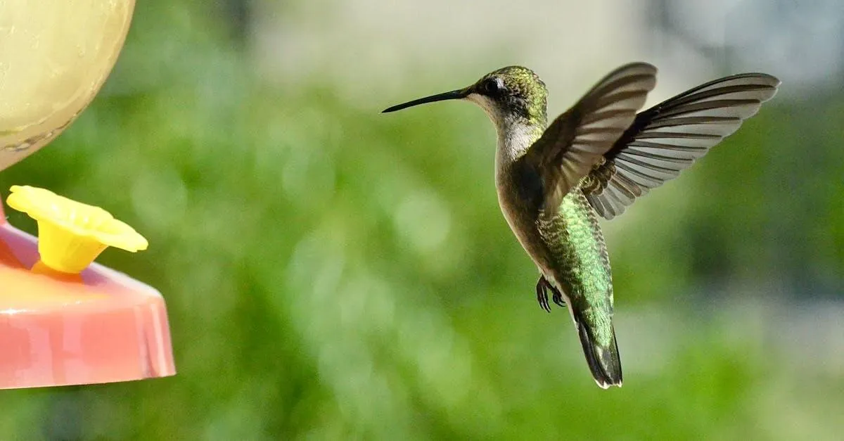 A vibrant hummingbird hovers near a feeder in daylight, showcasing its iridescent feathers.