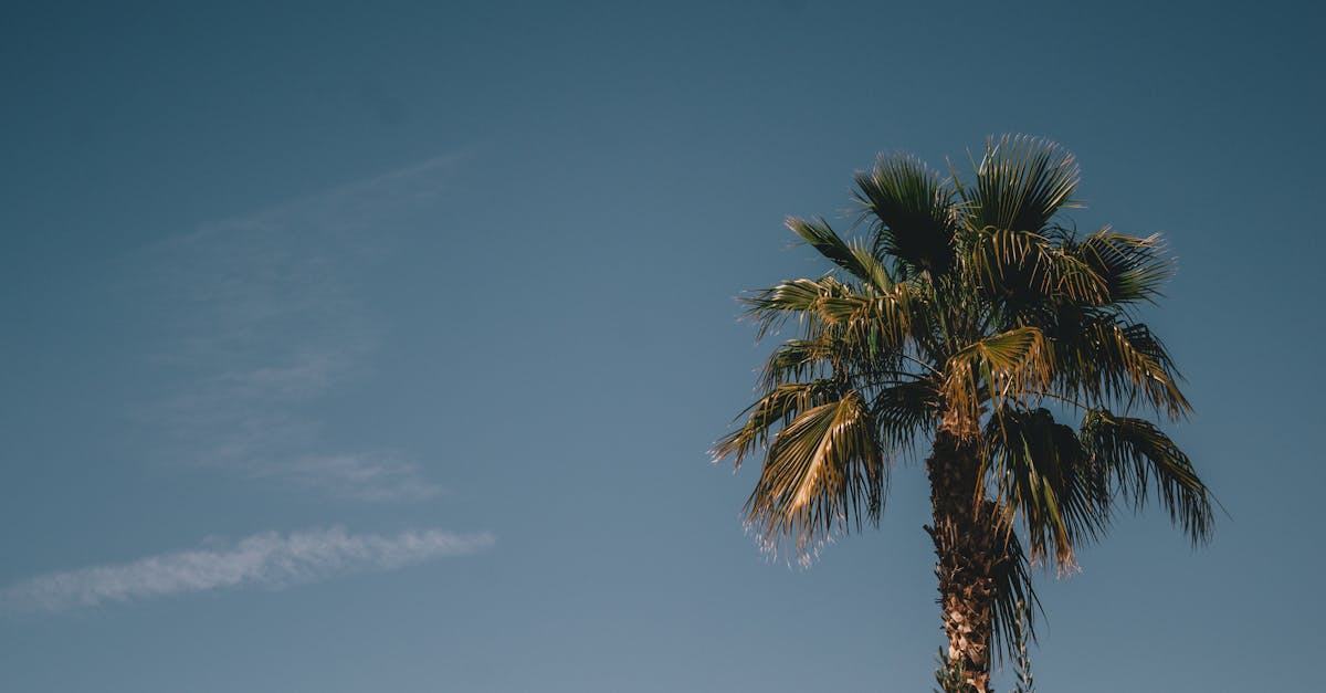 A tranquil view of a palm tree against a blue sky in Chandler, Arizona, perfect for summer themes.