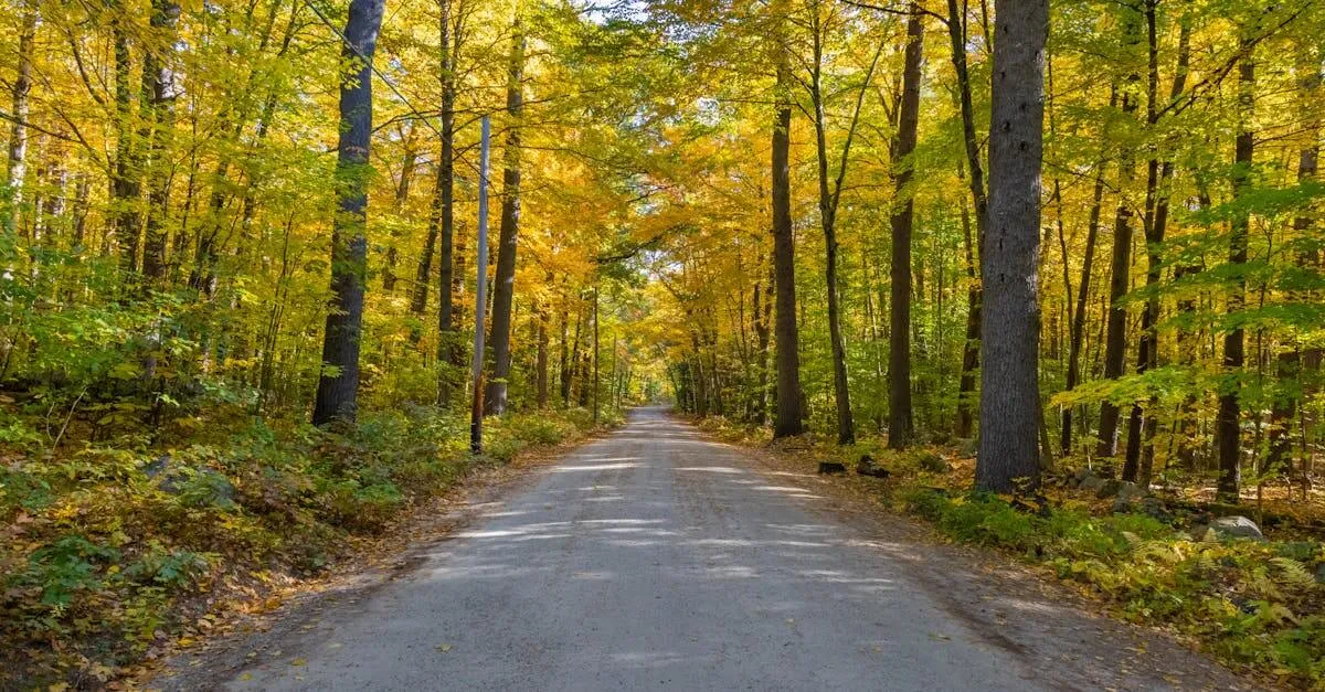 A peaceful concrete road surrounded by vibrant autumn trees in Concord, NH.