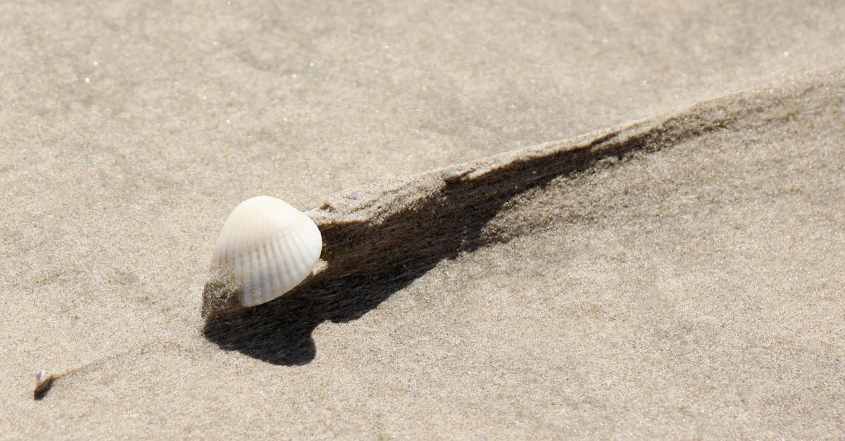 Detailed close-up of a seashell on the sandy beach of Corpus Christi, Texas.