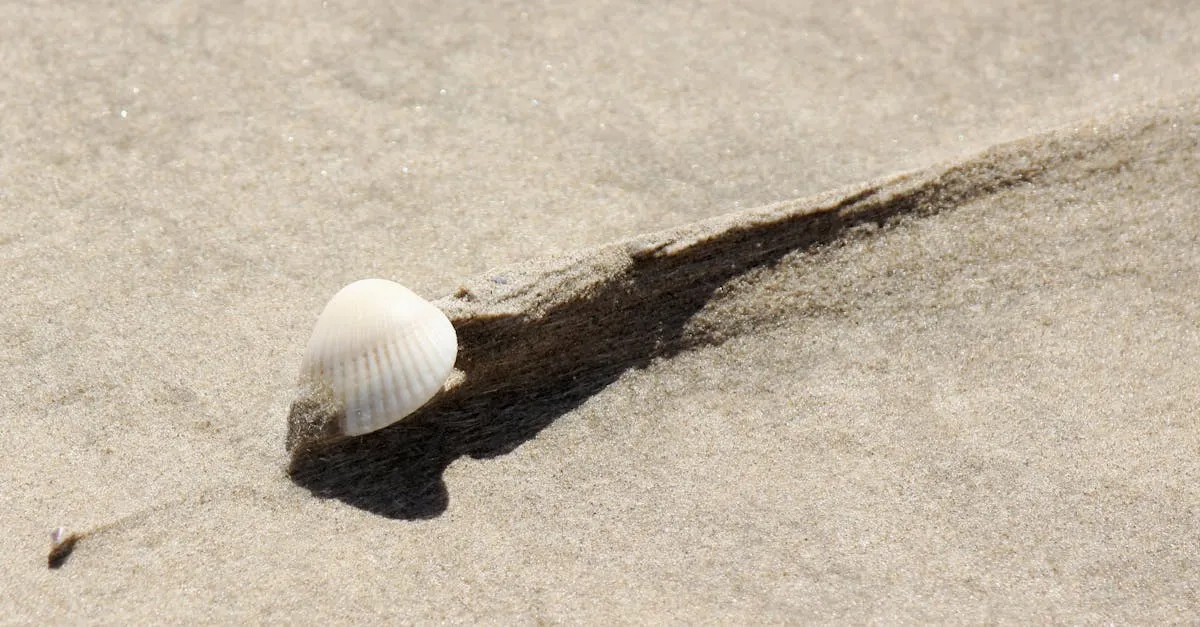 Detailed close-up of a seashell on the sandy beach of Corpus Christi, Texas.