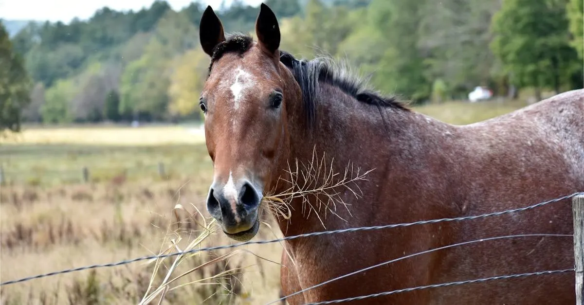 A tranquil image of a horse in the peaceful countryside of Knoxville, TN.