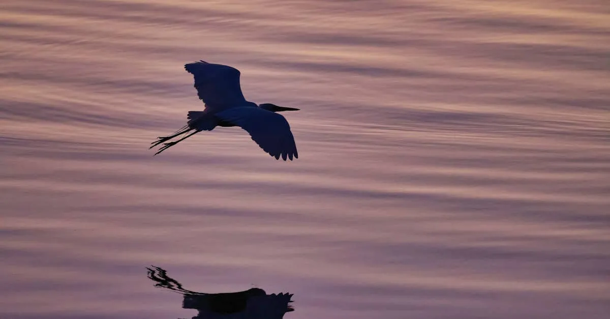 A serene image of an egret gracefully flying over water during a vivid sunset, with its reflection visible.