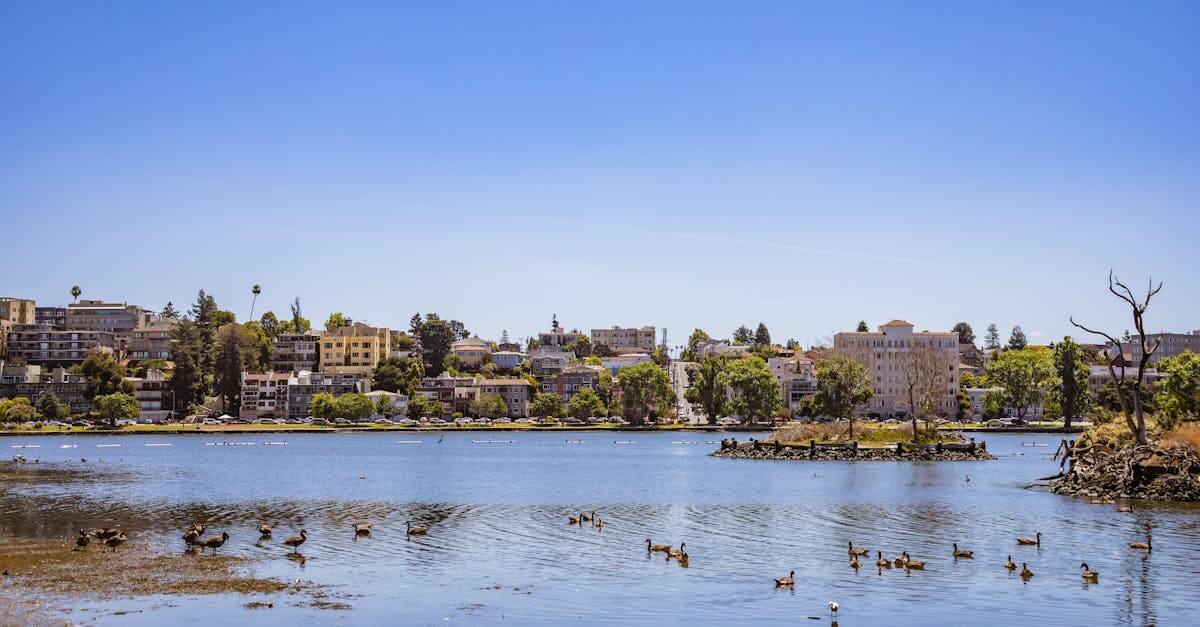 Picturesque urban shoreline with ducks gliding on a tranquil lake under a clear blue sky.