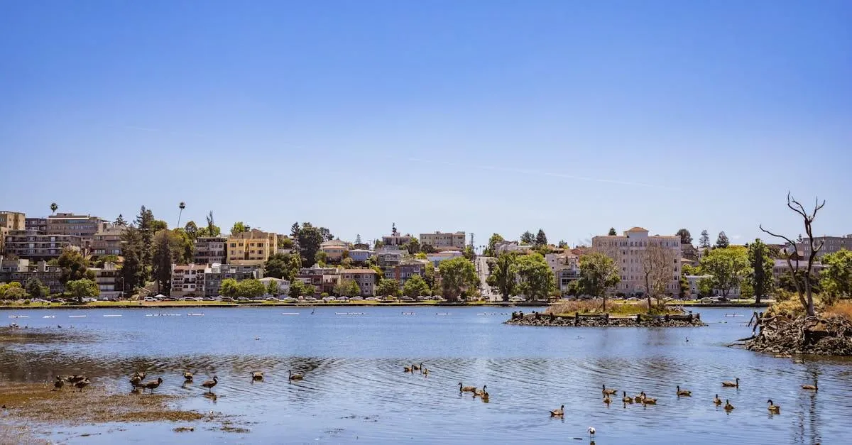 Picturesque urban shoreline with ducks gliding on a tranquil lake under a clear blue sky.