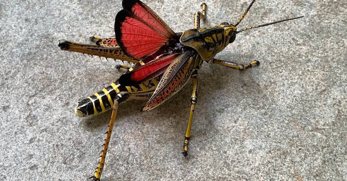 Close-up of a colorful Eastern Lubber Grasshopper displaying red wings on a stone surface.