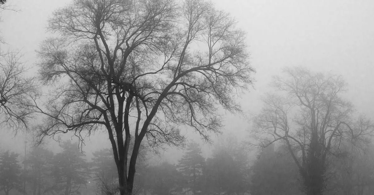 A hauntingly beautiful black and white image of bare trees in a foggy winter landscape.
