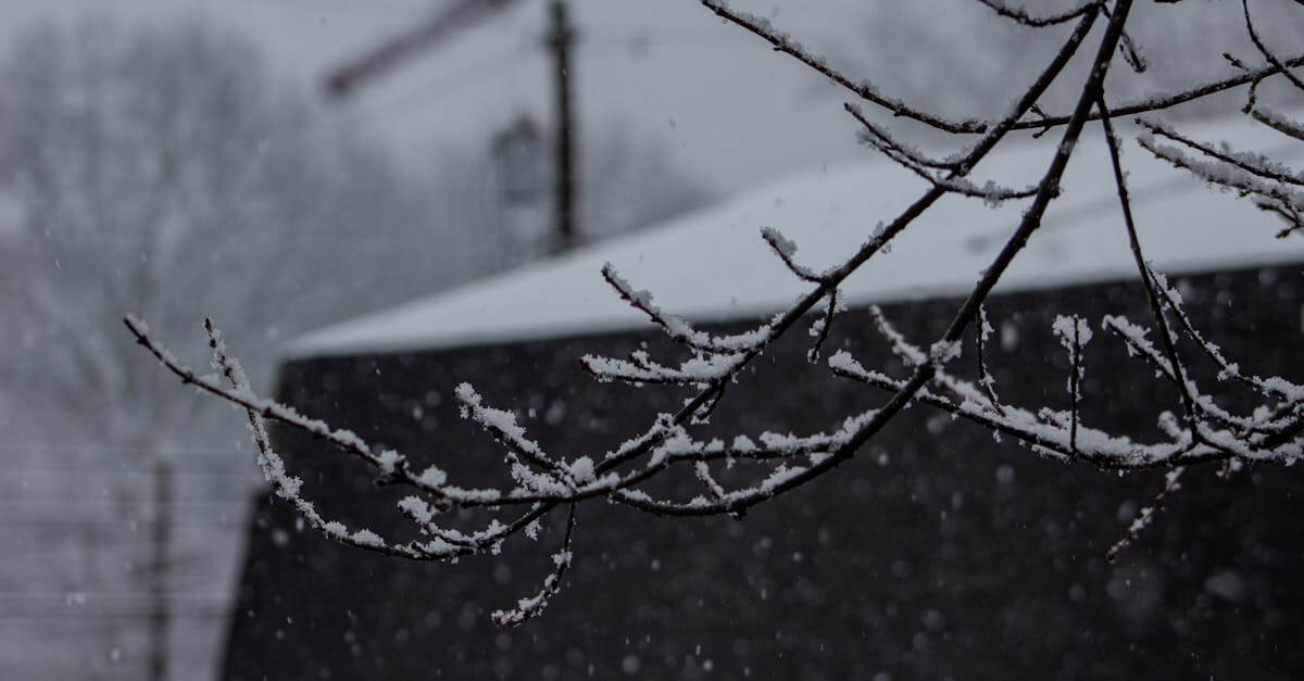 Close-up of snow-covered branches during a winter snowfall in Parkersburg, WV.