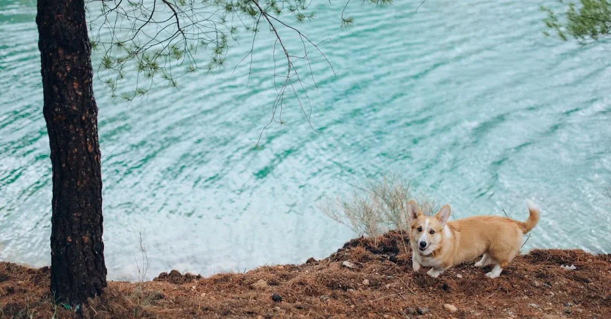 Adorable Pembroke Welsh Corgi standing by a serene turquoise lake shore.