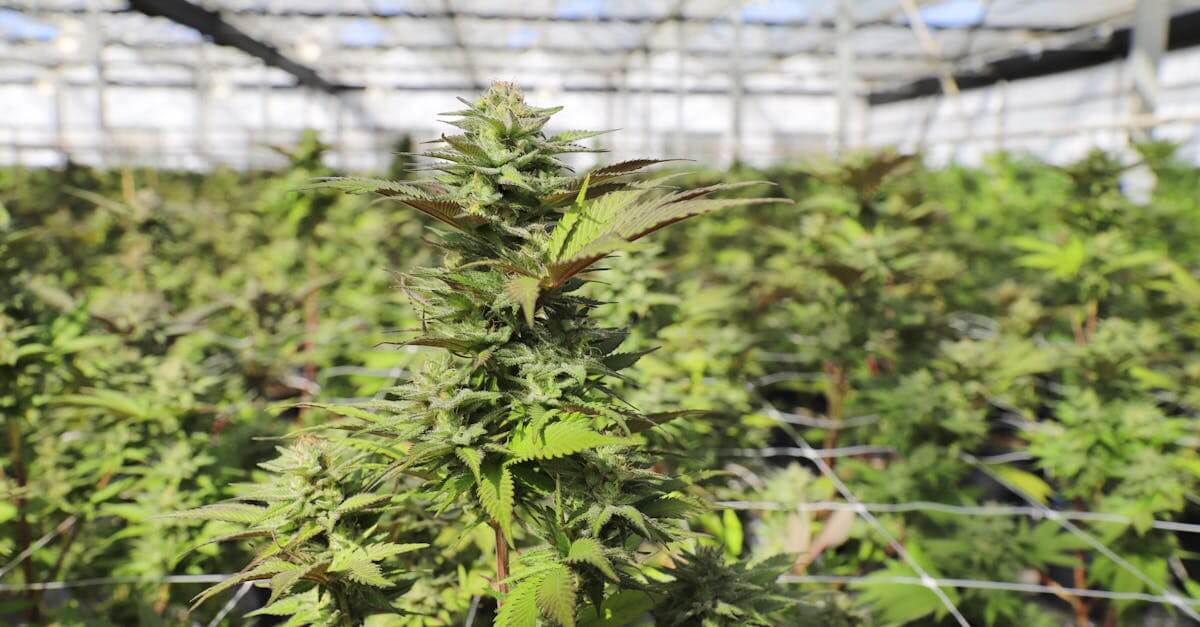 Close-up view of cannabis plants thriving in a sunlit greenhouse in Salinas, showcasing lush greenery.