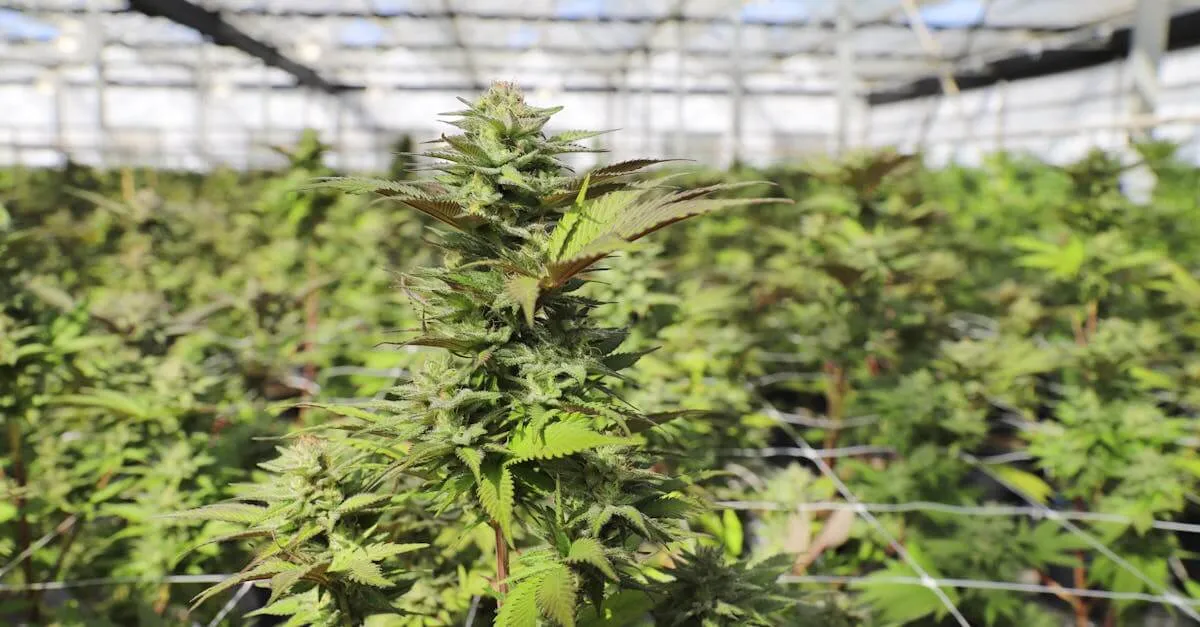 Close-up view of cannabis plants thriving in a sunlit greenhouse in Salinas, showcasing lush greenery.