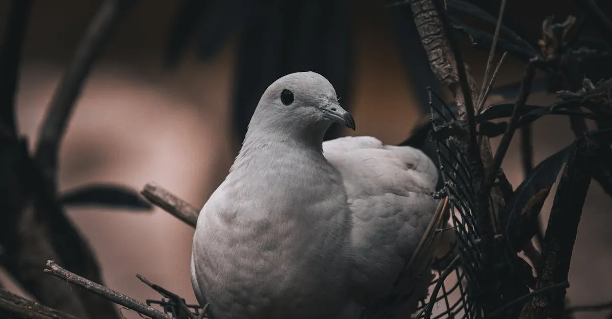 A pied imperial pigeon perched in a nest amidst branches, showcasing wildlife elegance.