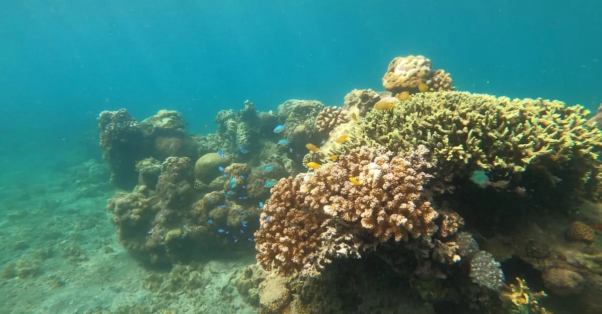 Colorful coral reef teeming with marine life in San Jose, Philippines.