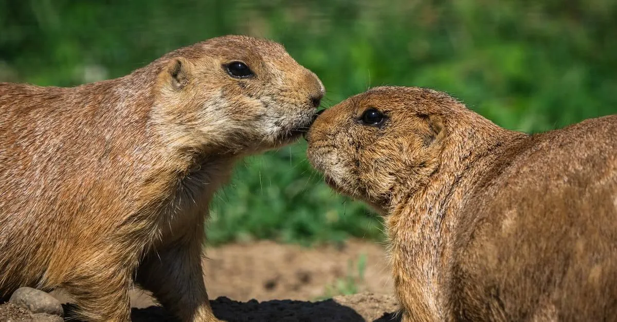 Close-up of two affectionate prairie dogs nuzzling each other in a sunlit field, showcasing natural wildlife behavior.