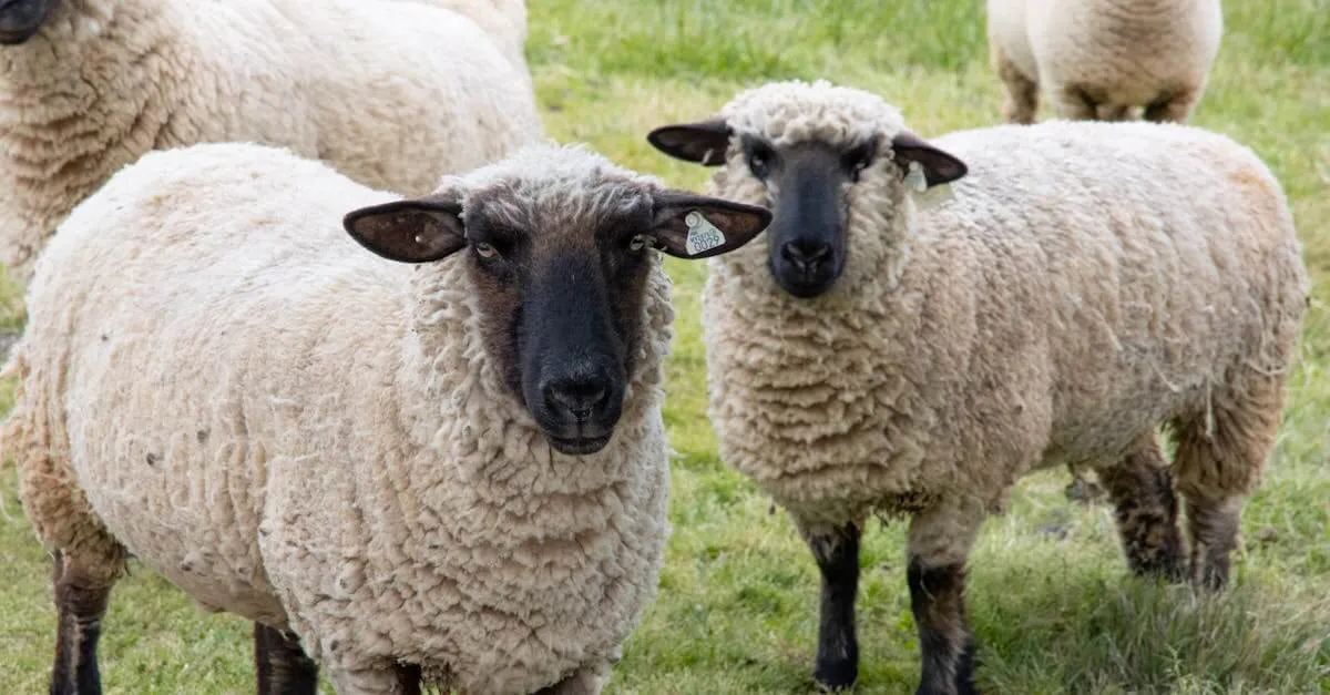 A serene image of Suffolk sheep grazing on a lush green pasture in North Carolina.