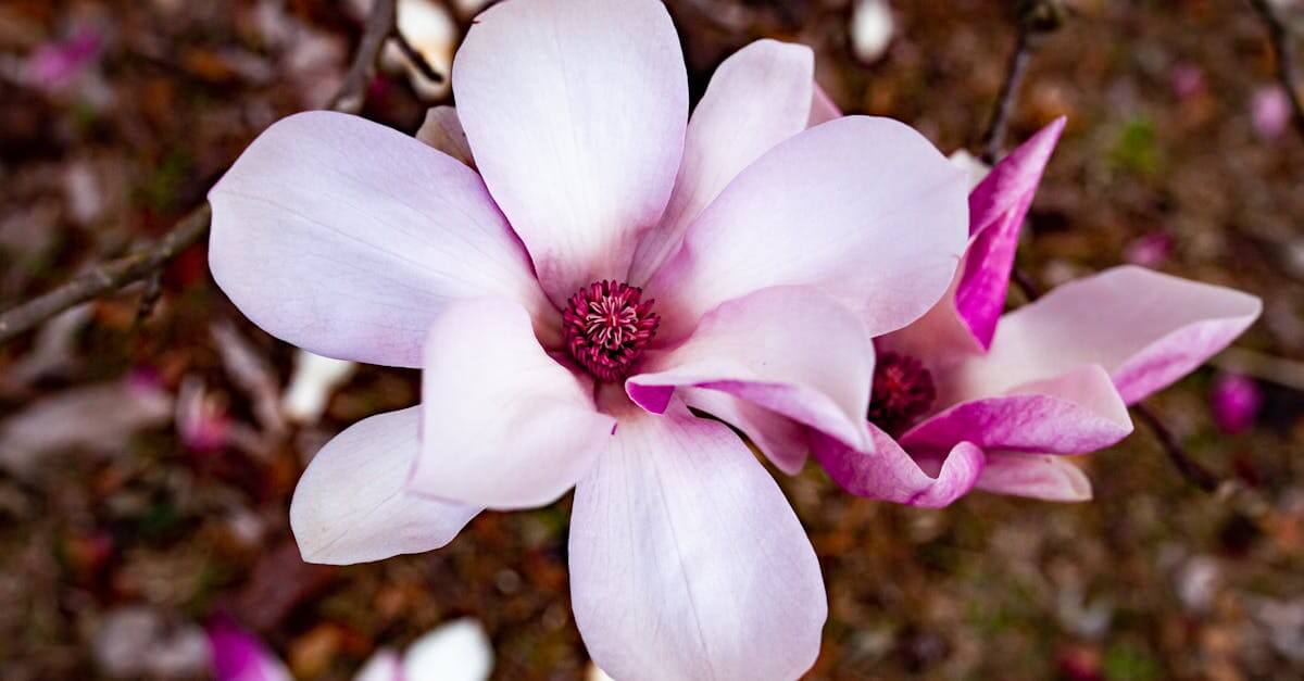Close-up of beautiful magnolia blossoms in spring, showcasing vibrant pink petals.