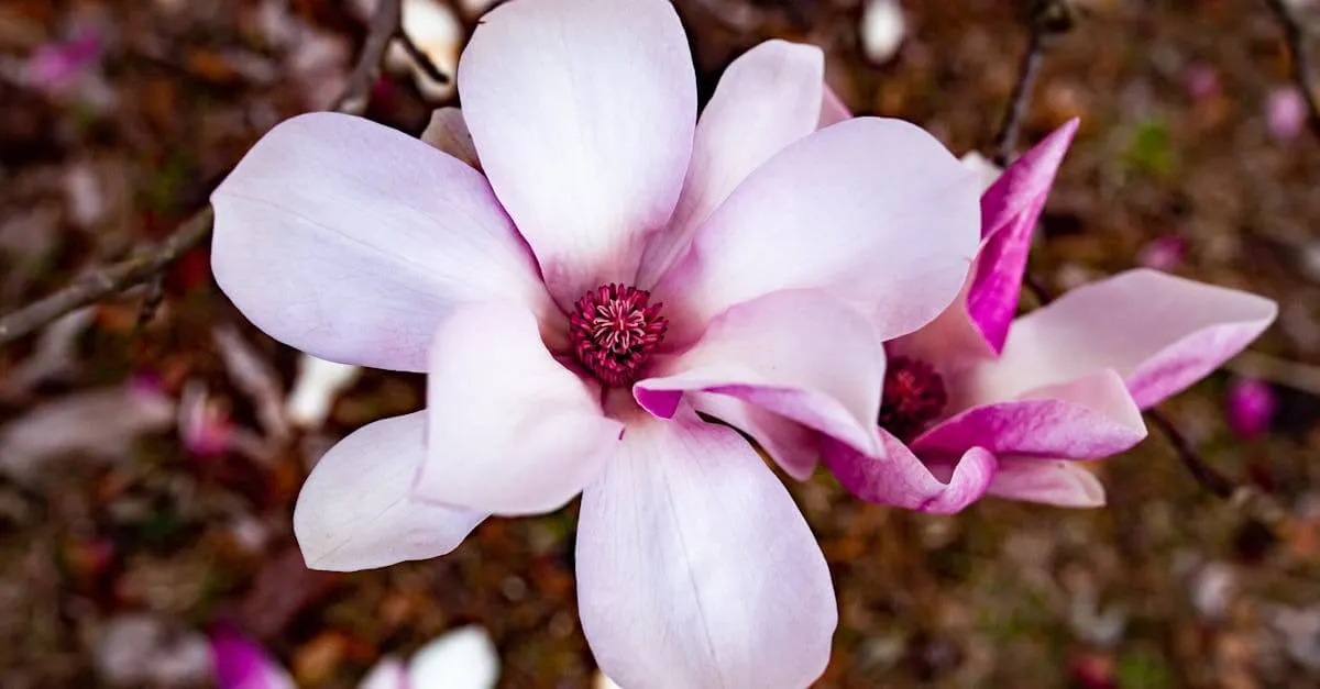 Close-up of beautiful magnolia blossoms in spring, showcasing vibrant pink petals.