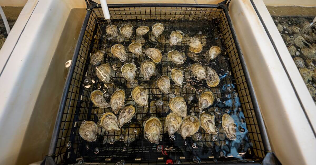 High-angle view of oysters being rinsed in a hatchery facility tank in North Carolina.