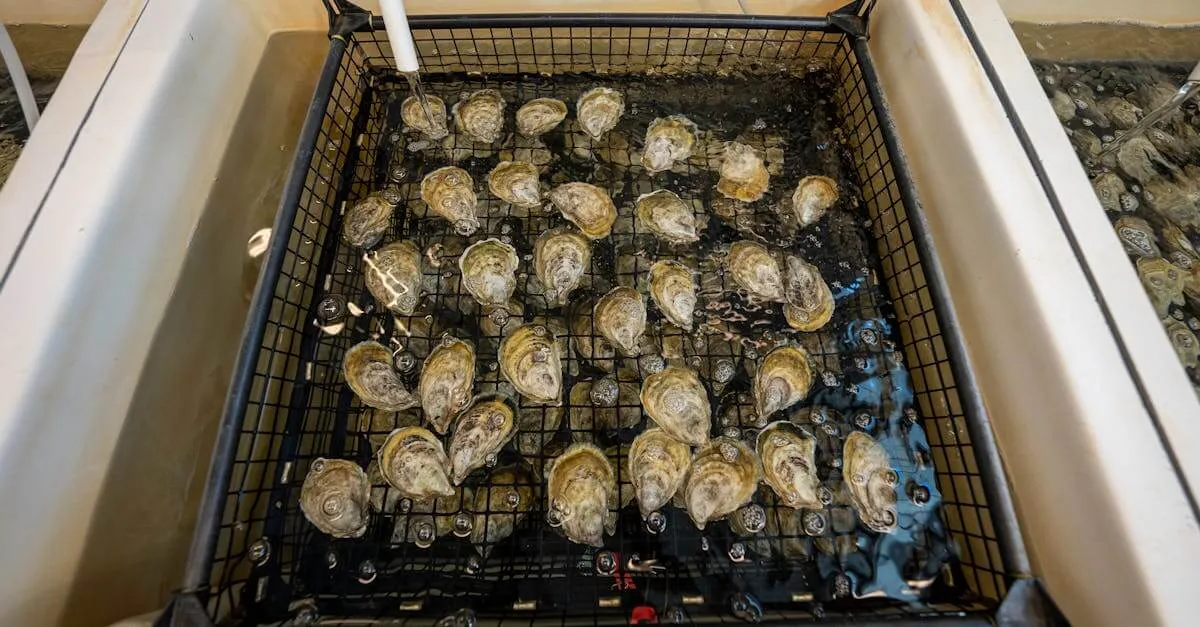 High-angle view of oysters being rinsed in a hatchery facility tank in North Carolina.